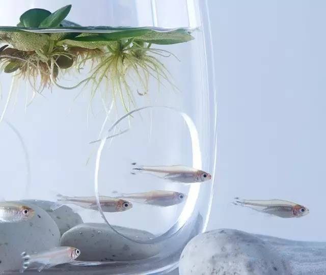 精美3d打印創(chuàng)意作品圖片欣賞 你見(jiàn)過(guò)3D打印的魚(yú)缸么?