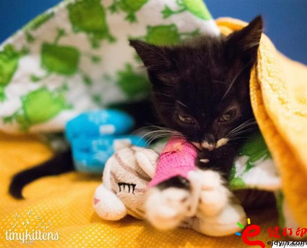 [好有愛]3D打印助殘疾貓咪恢復行動自由 3D打印貓咪專用輪椅